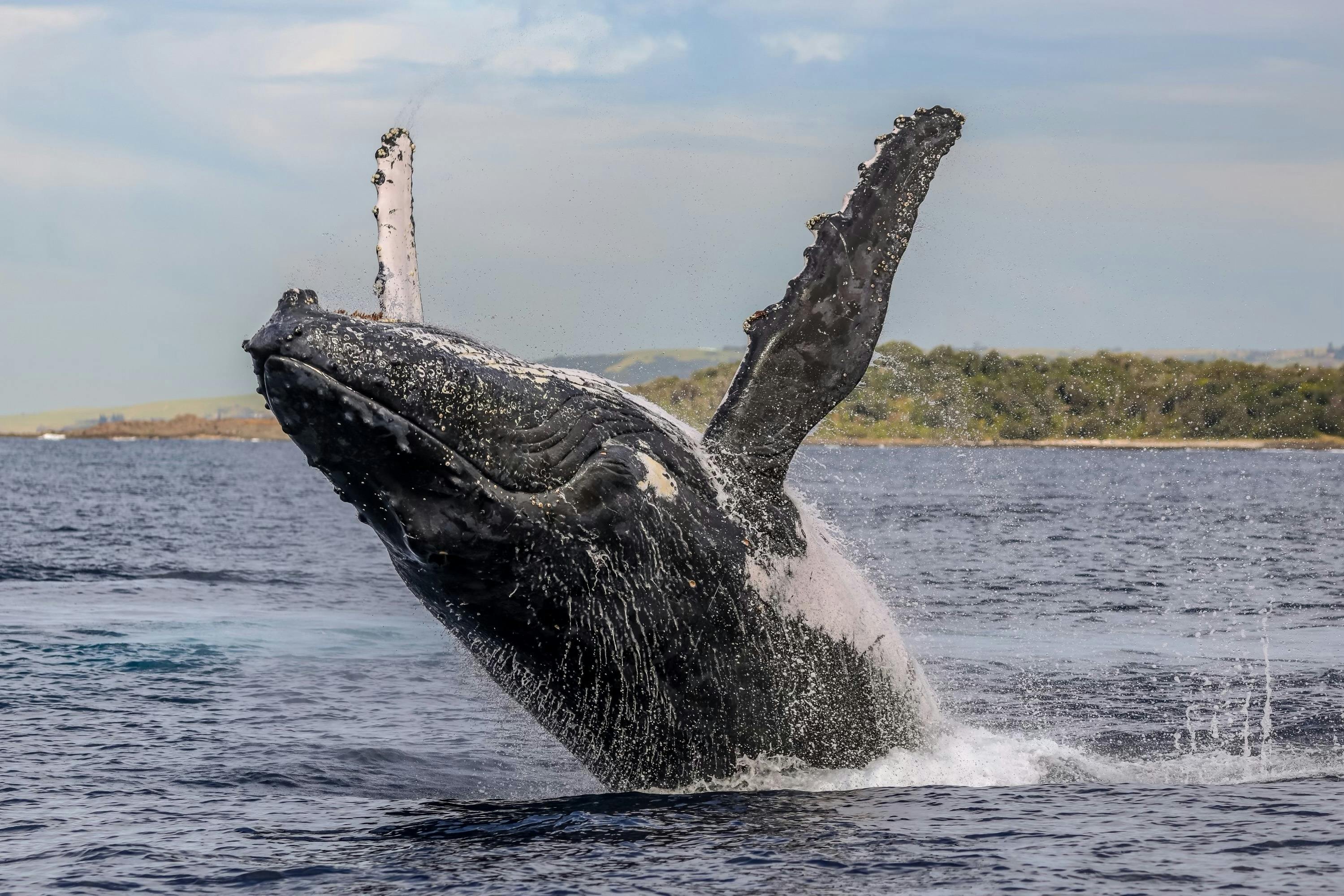 クジラのブリーチング