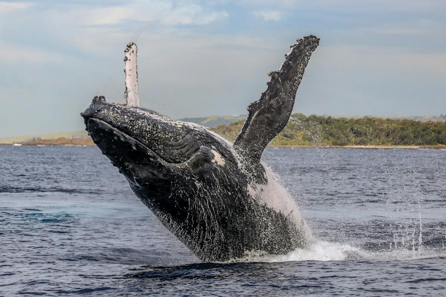 Whale breaching