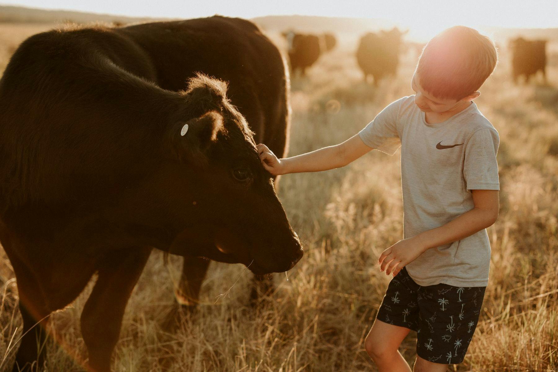 Child patting Angus steer in a paddock at sunset.