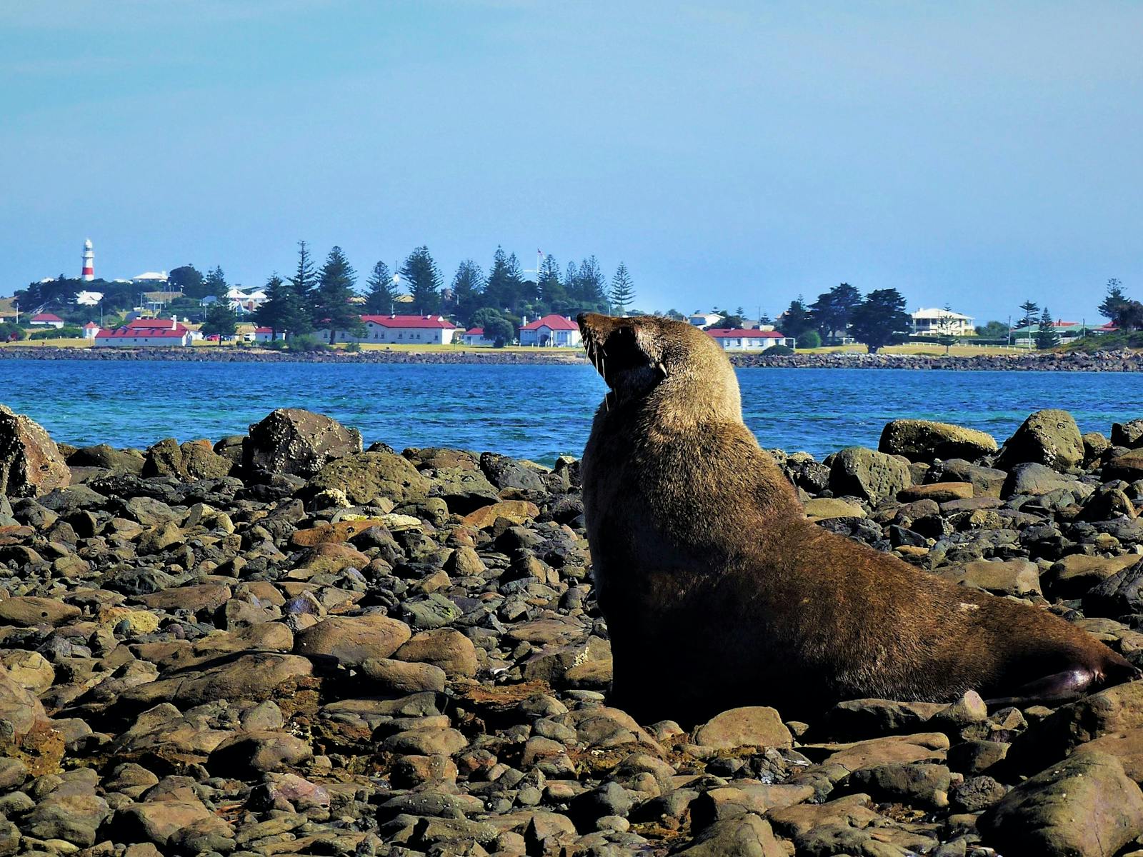 Australian Fur Seal