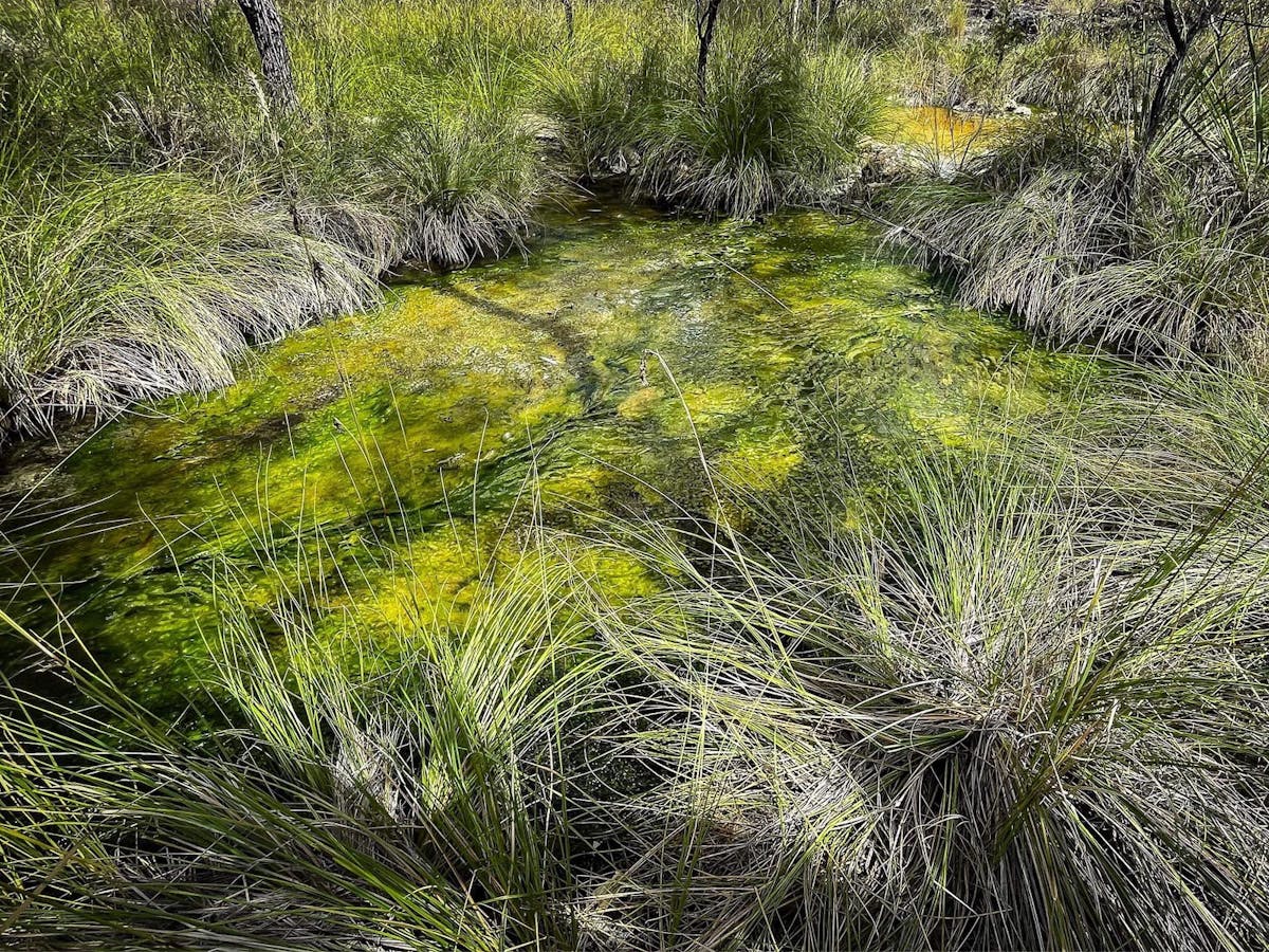 Healing waters at Talaroo Hot Springs