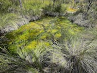 Healing waters at Talaroo Hot Springs