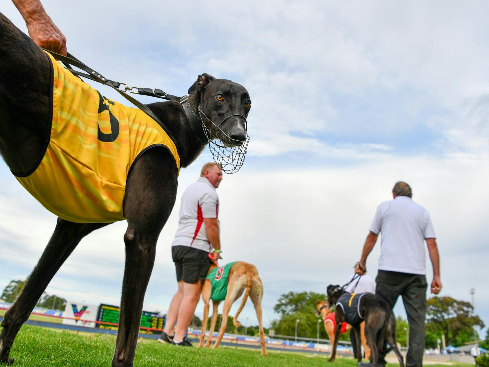 Image for Sale Greyhound Racing