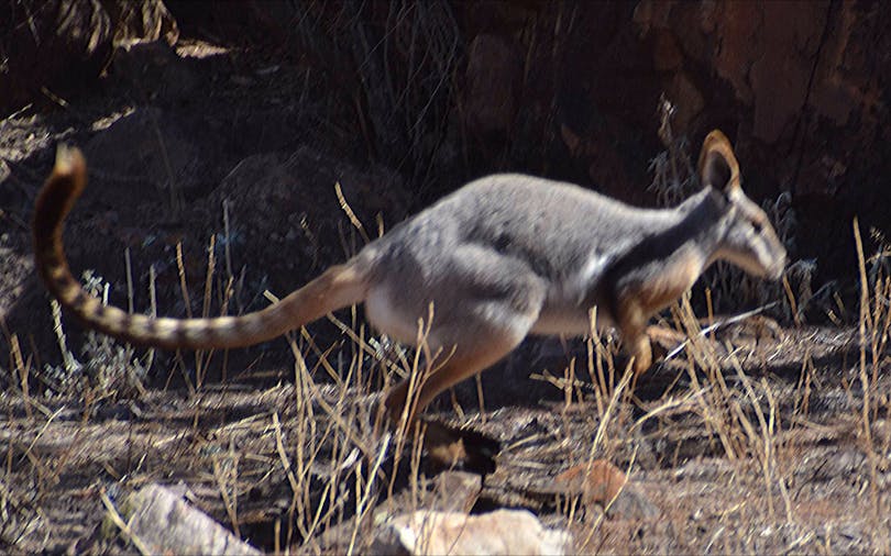 11 Day Kangaroo Island Clare Valley Flinders Ranges and Outback 4WD Tour