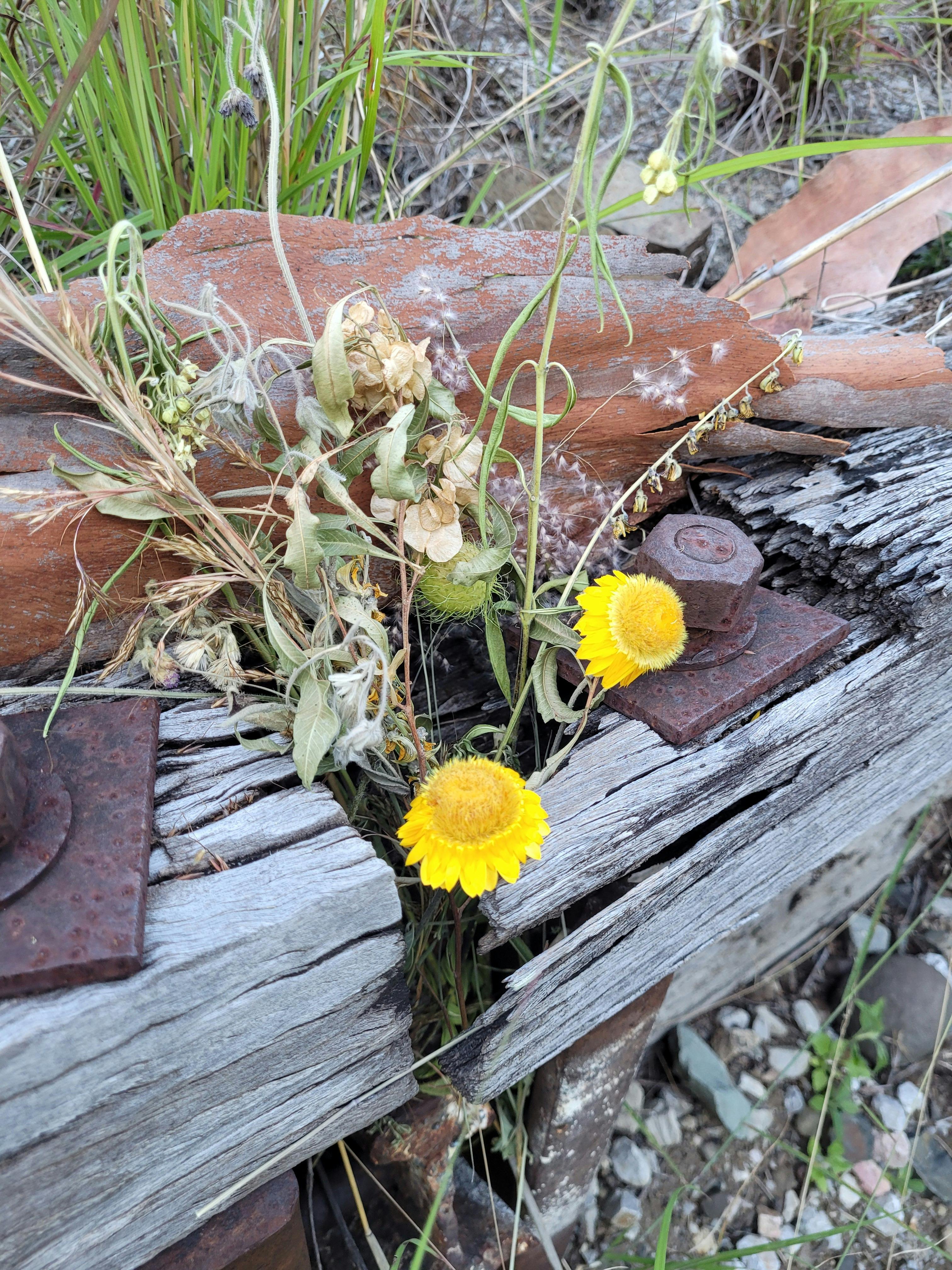 Flowers growing though railway timber