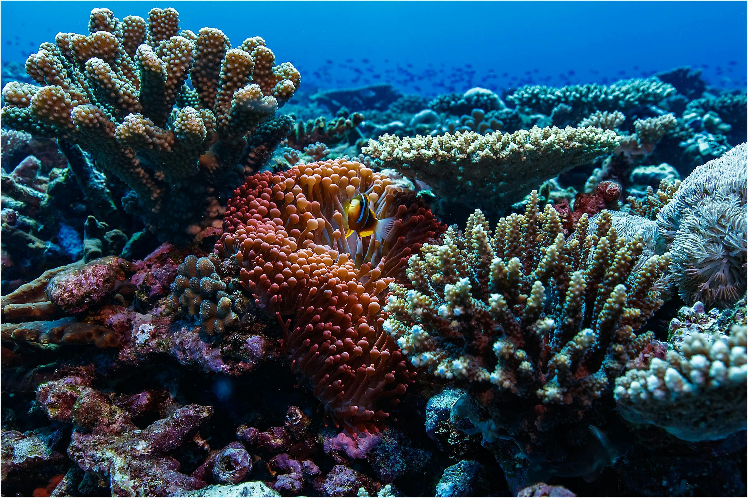 Lady Musgrave Island Dive Sites