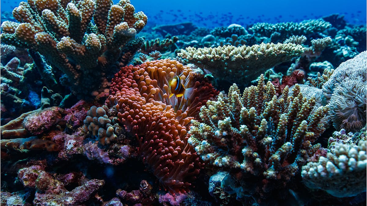 Lady Musgrave Island Coral