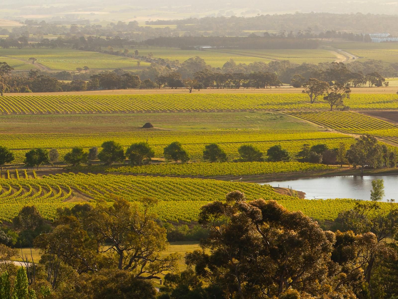 Barossa Taste Sensations