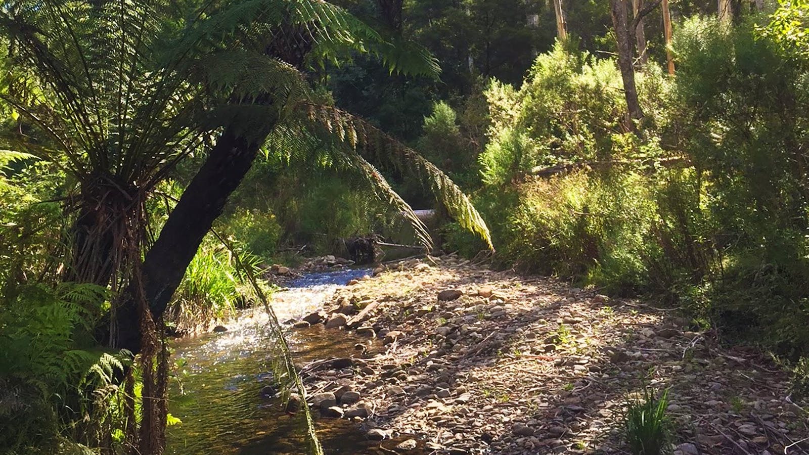 Errinundra National Park