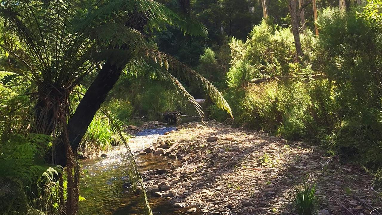 Errinundra National Park. Credit: Matt Zanini