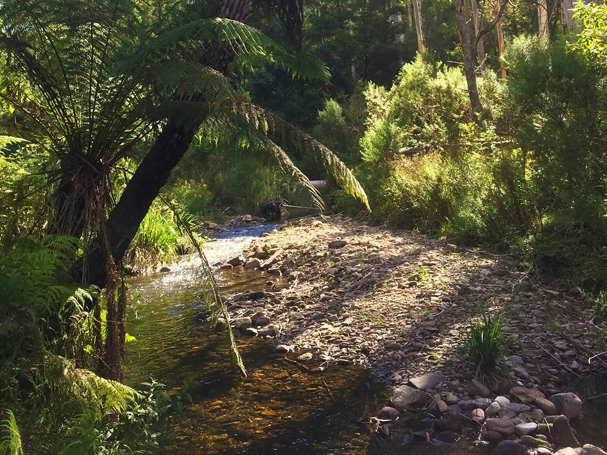 Errinundra National Park. Credit: Matt Zanini
