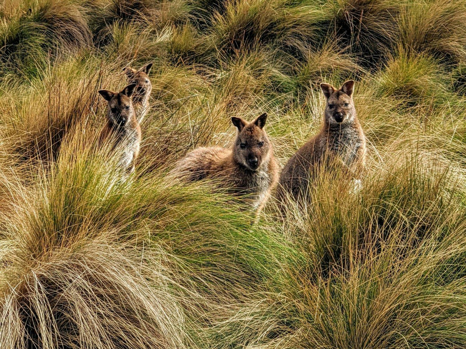 Wallabies on Flinders Island