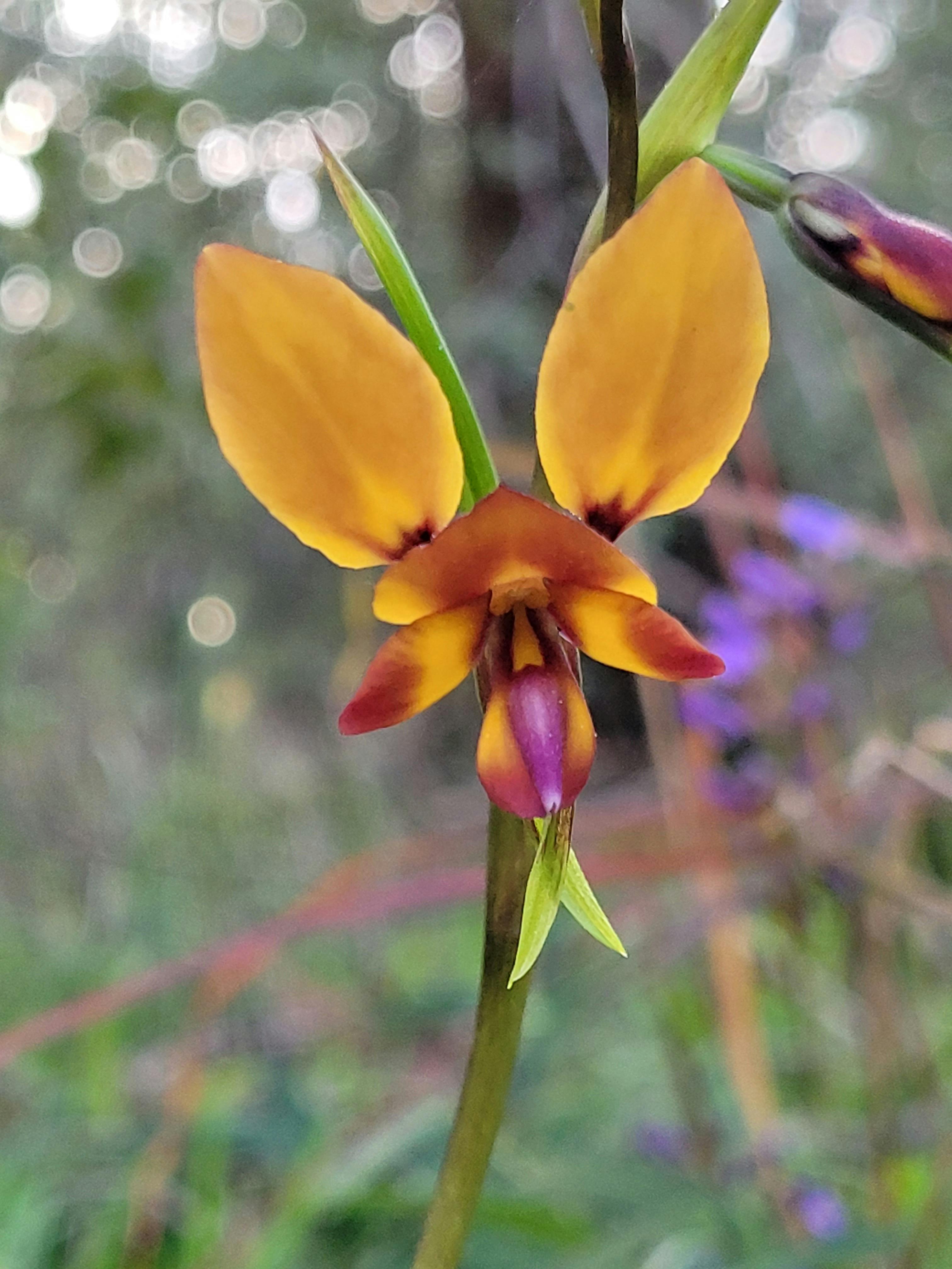 orchid