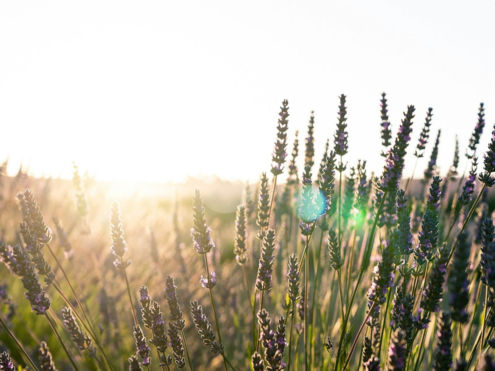 Sun rising with lavender fields