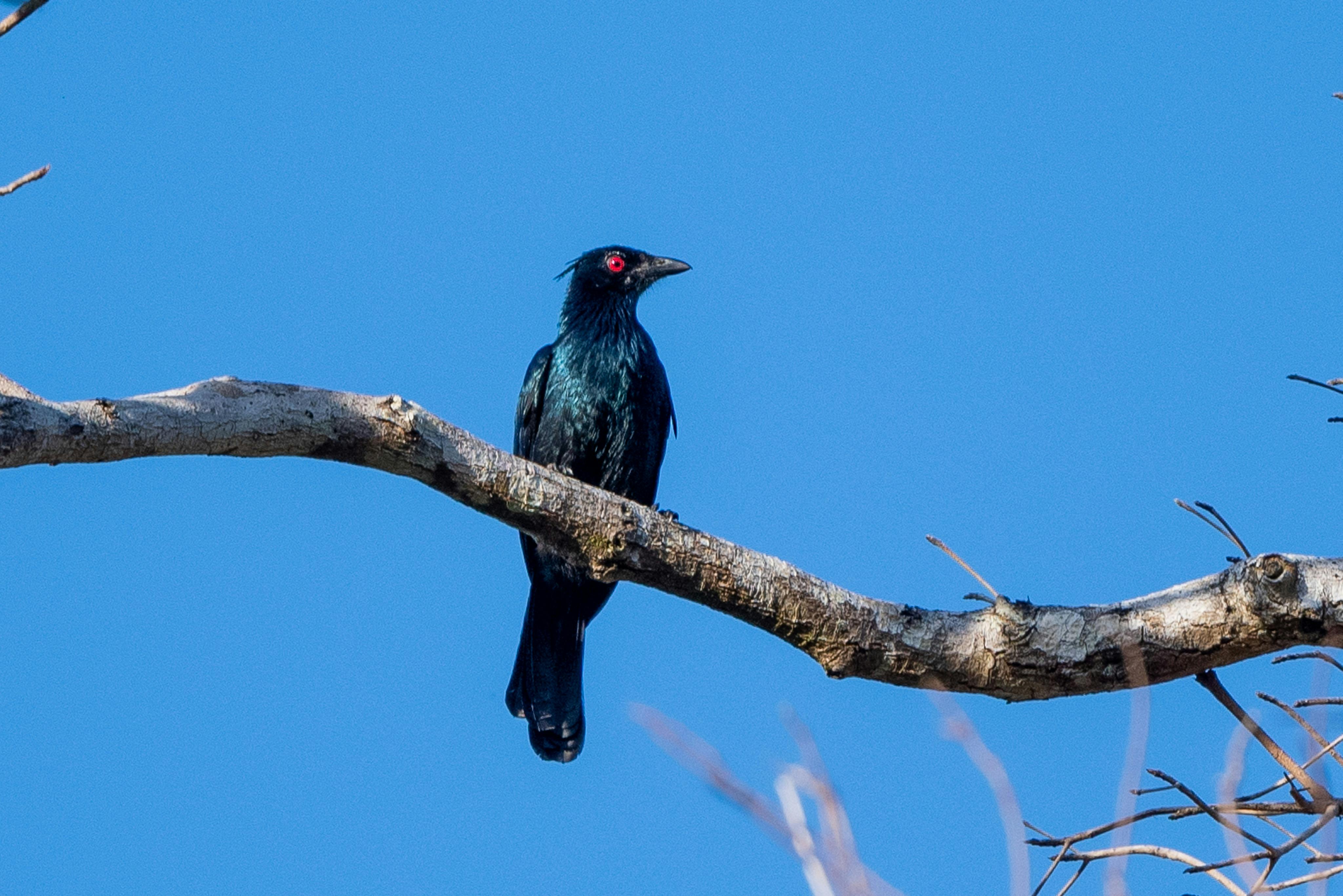 Trumpet Manucode (Phonygammus keraudrenii)