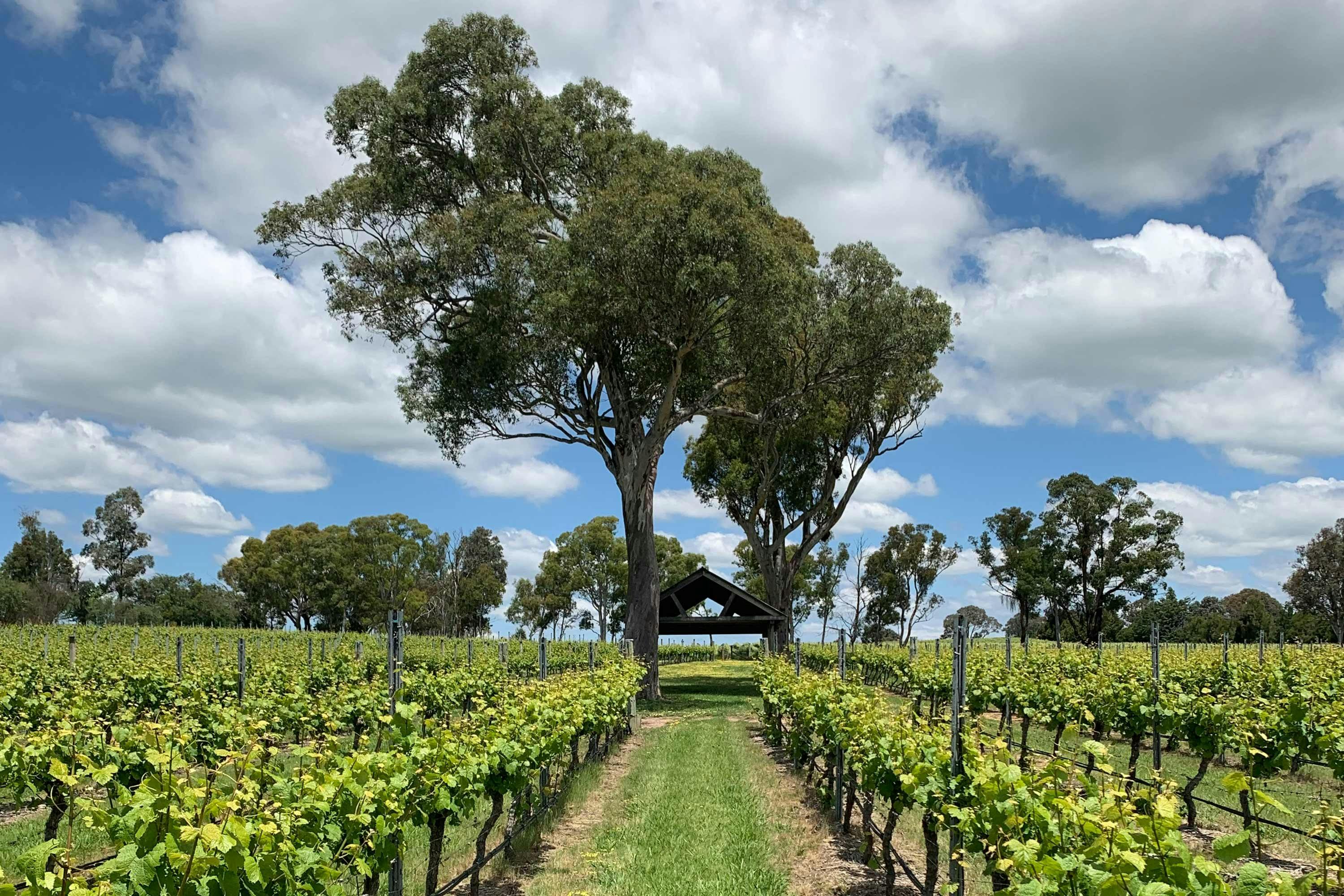 Four winds winery vineyard with gumtree
