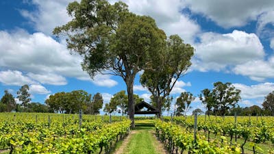 Four winds winery vineyard with gumtree