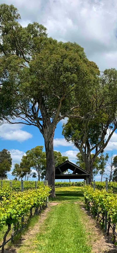 Four winds winery vineyard with gumtree
