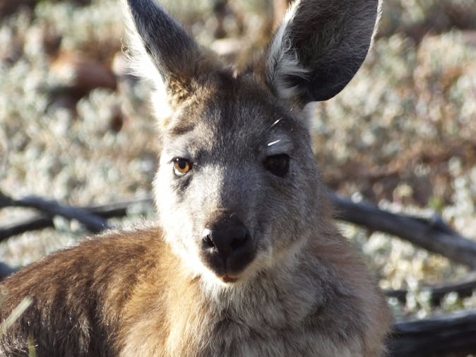 4 Day Tour Discover Central and Northern Flinders