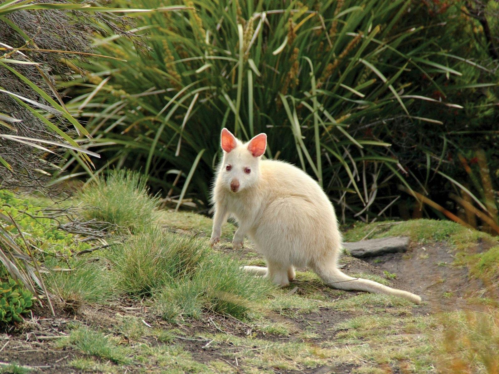 Albino Bennetts Wallaby