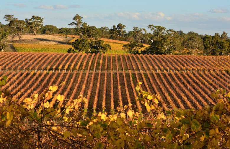 Adelaide Hills Wine Tour