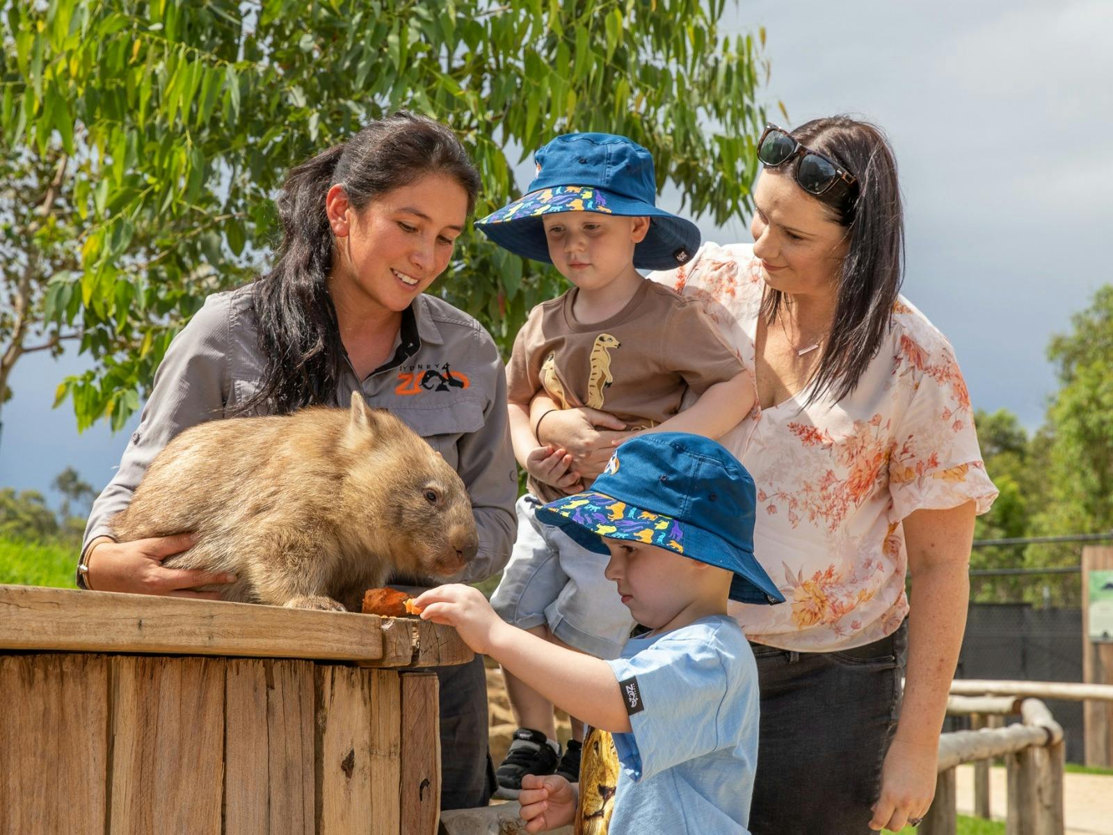 Two little kids feeding a wombat at Sydney Zoo