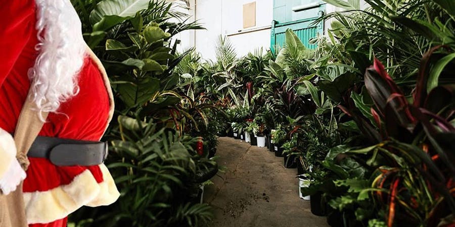 Adelaide Huge Indoor Plant Warehouse Sale Christmas Bonanza