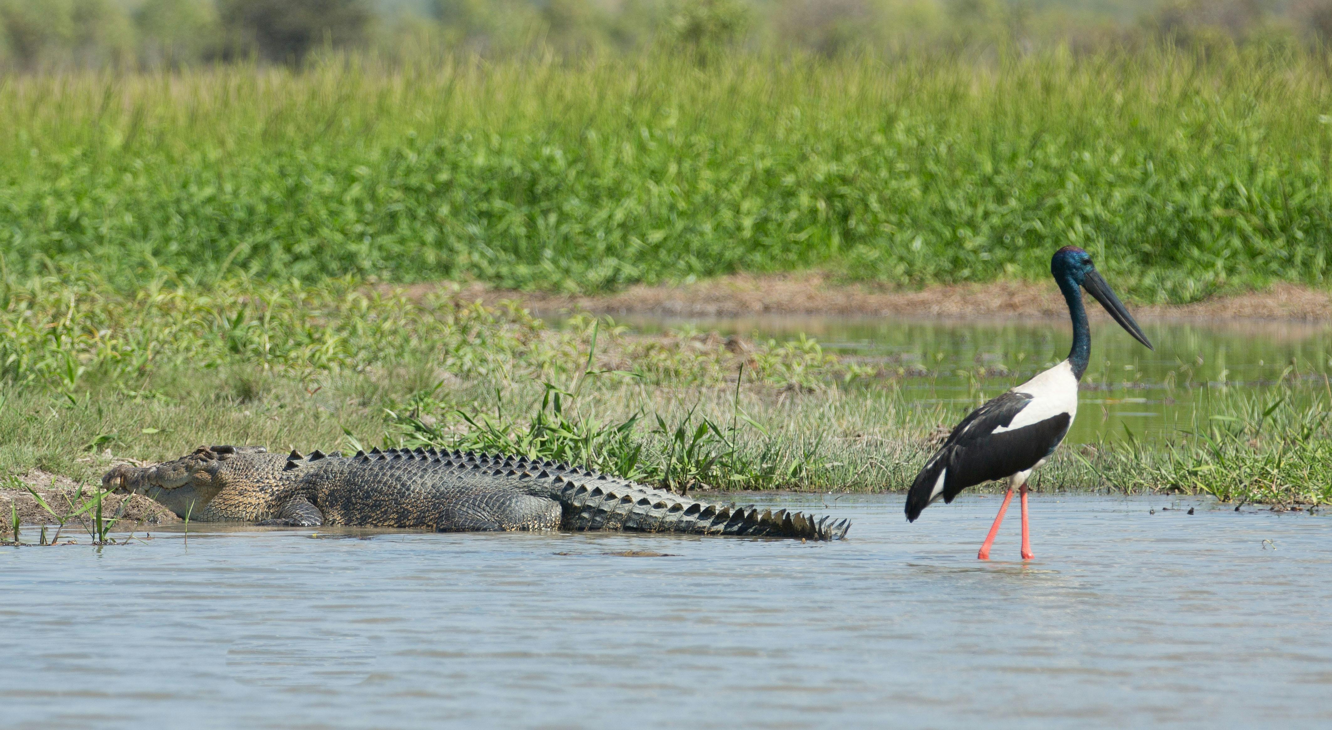 Saltie and Jabiru