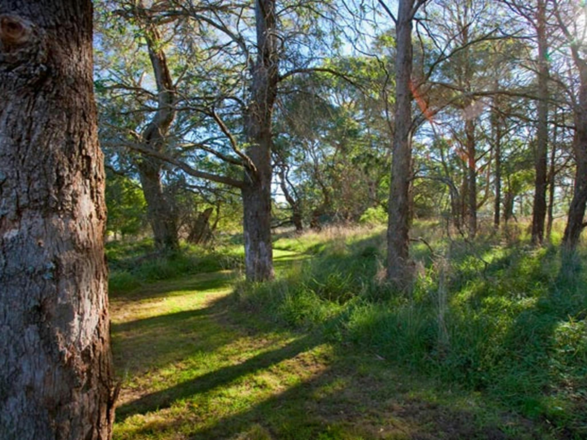 Wingecarribee River Walk, Cecil Hoskins Naturschutzgebiet. Foto: Nick Cubbin © DPIE