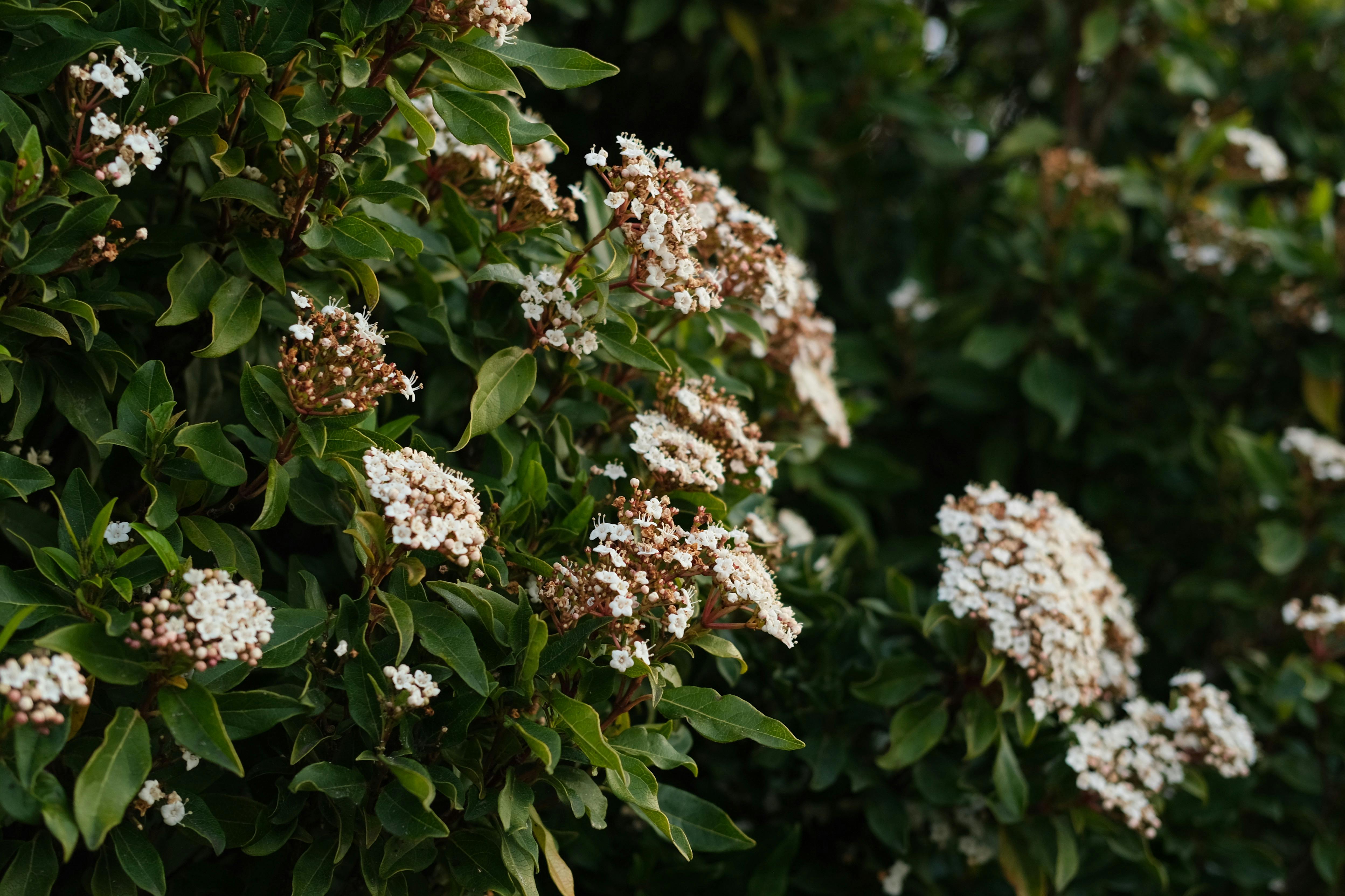 Local Flora