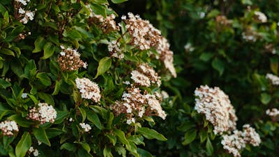 Local Flora