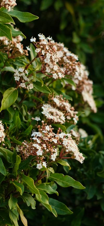 Local Flora