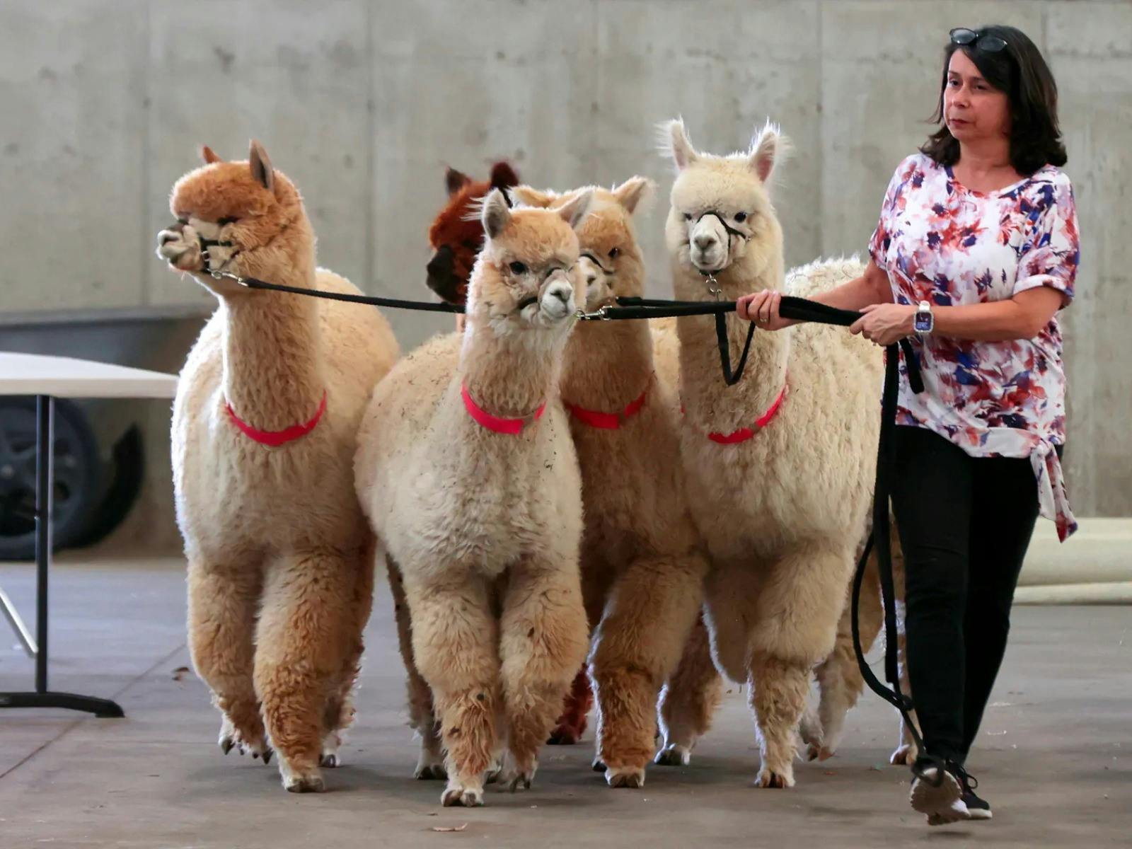 Alpacafest