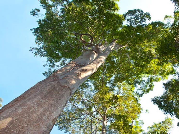 Red cedar tree, Ngambaa Nature Reserve. Photo: Rob Cleary &copy; OEH