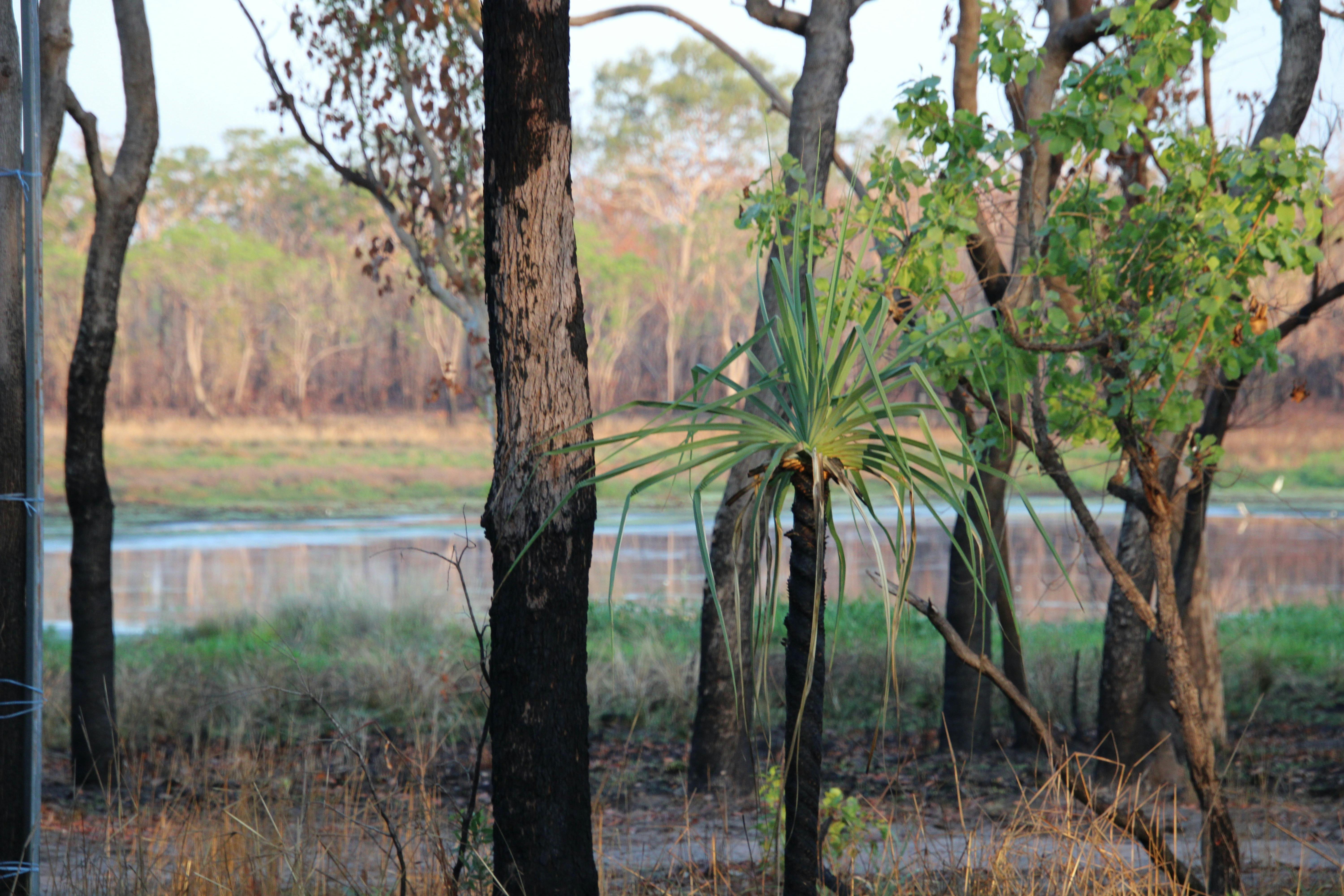 Billabong at Pudakul.