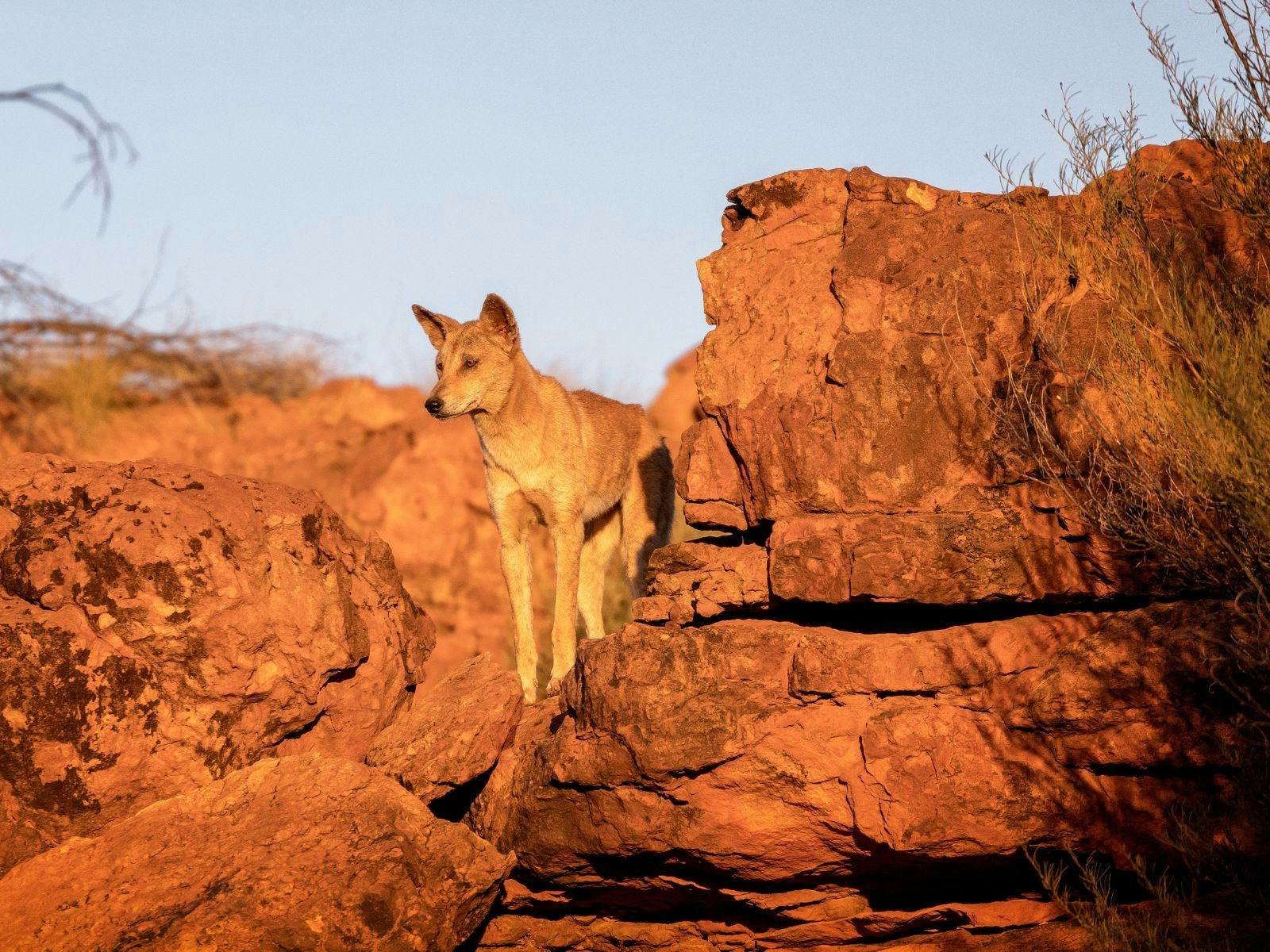 A dingo standing on some rocks in the Pilbara