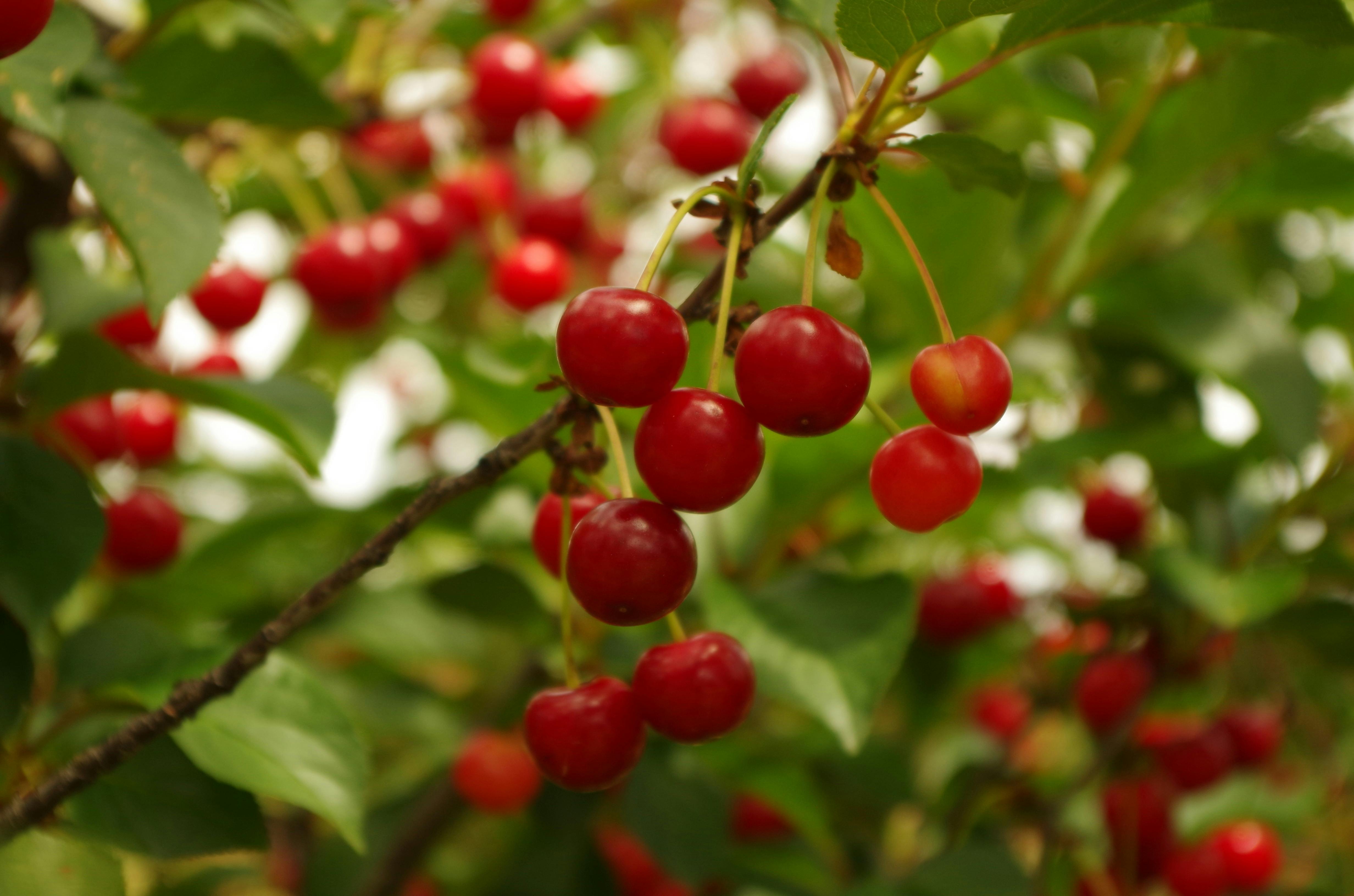 Morello sour cherries hanging on the tree
