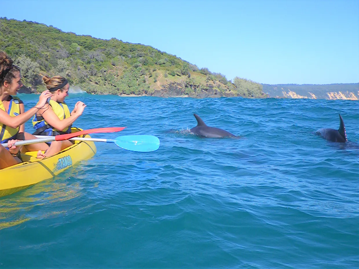 Epic Dolphin Kayak Tour & Beach 4X4 Noosa 10% Off