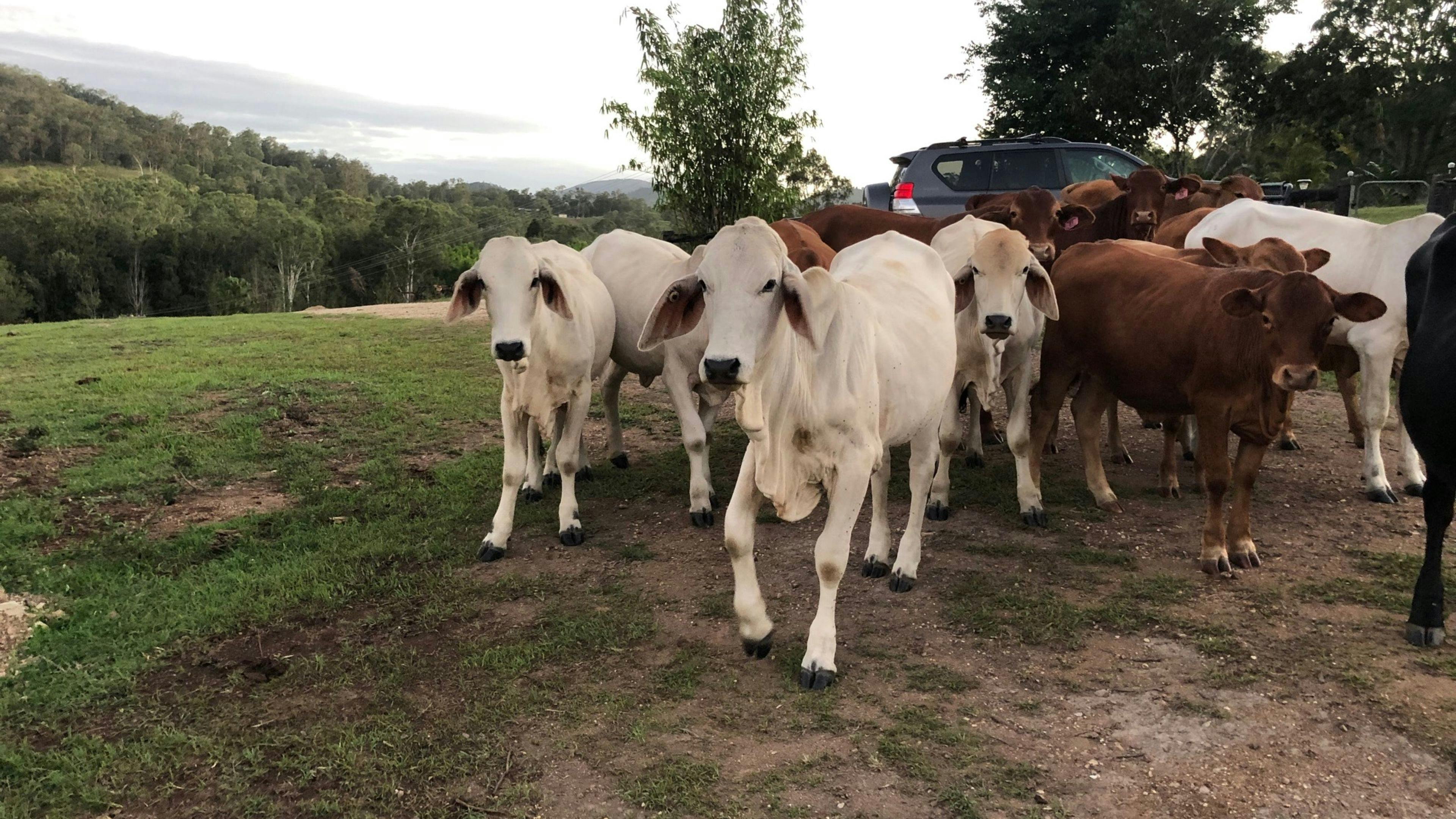 'The Three Mile Creek' Camping