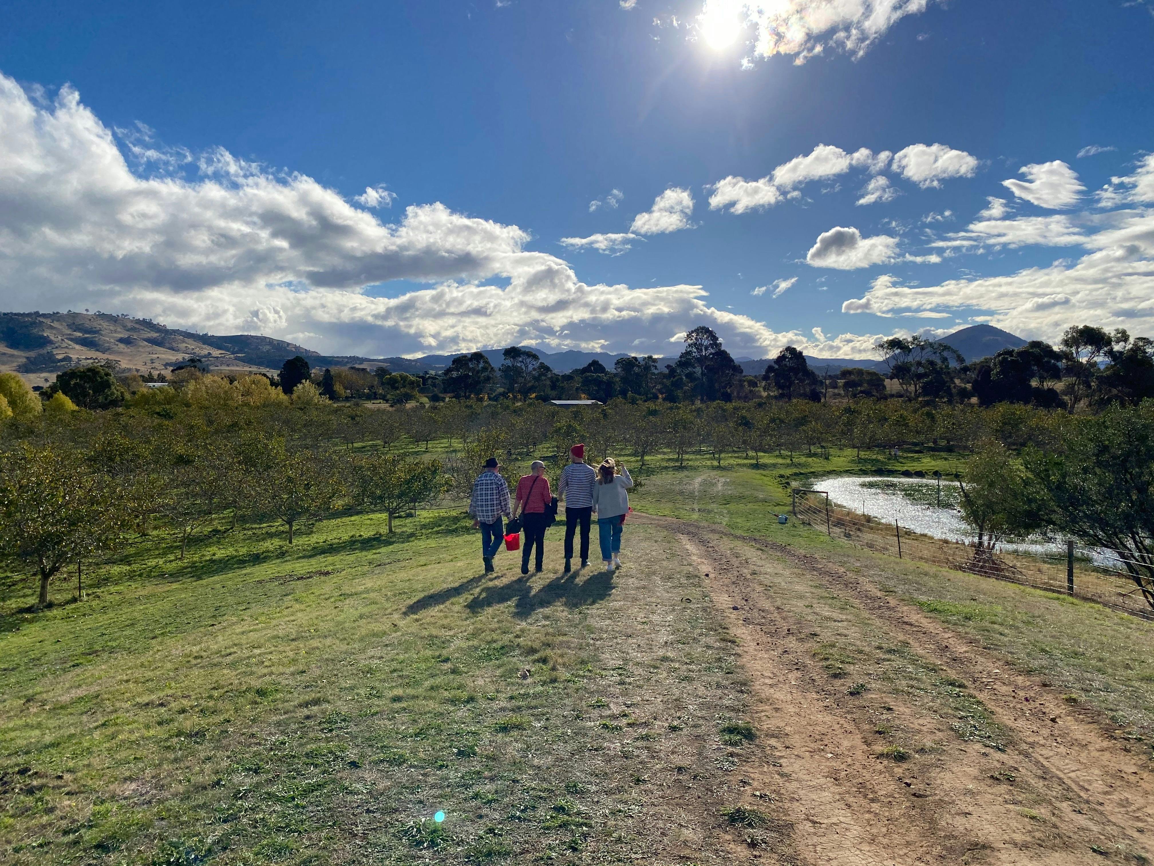 Shown from behind, four people walk along a track towards an orchard under sunny skies.