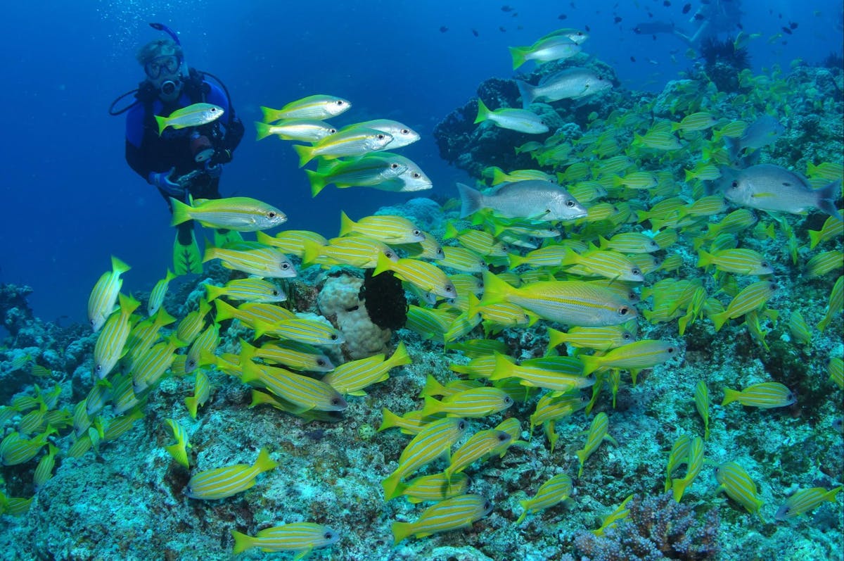 Northern Great Barrier Reef