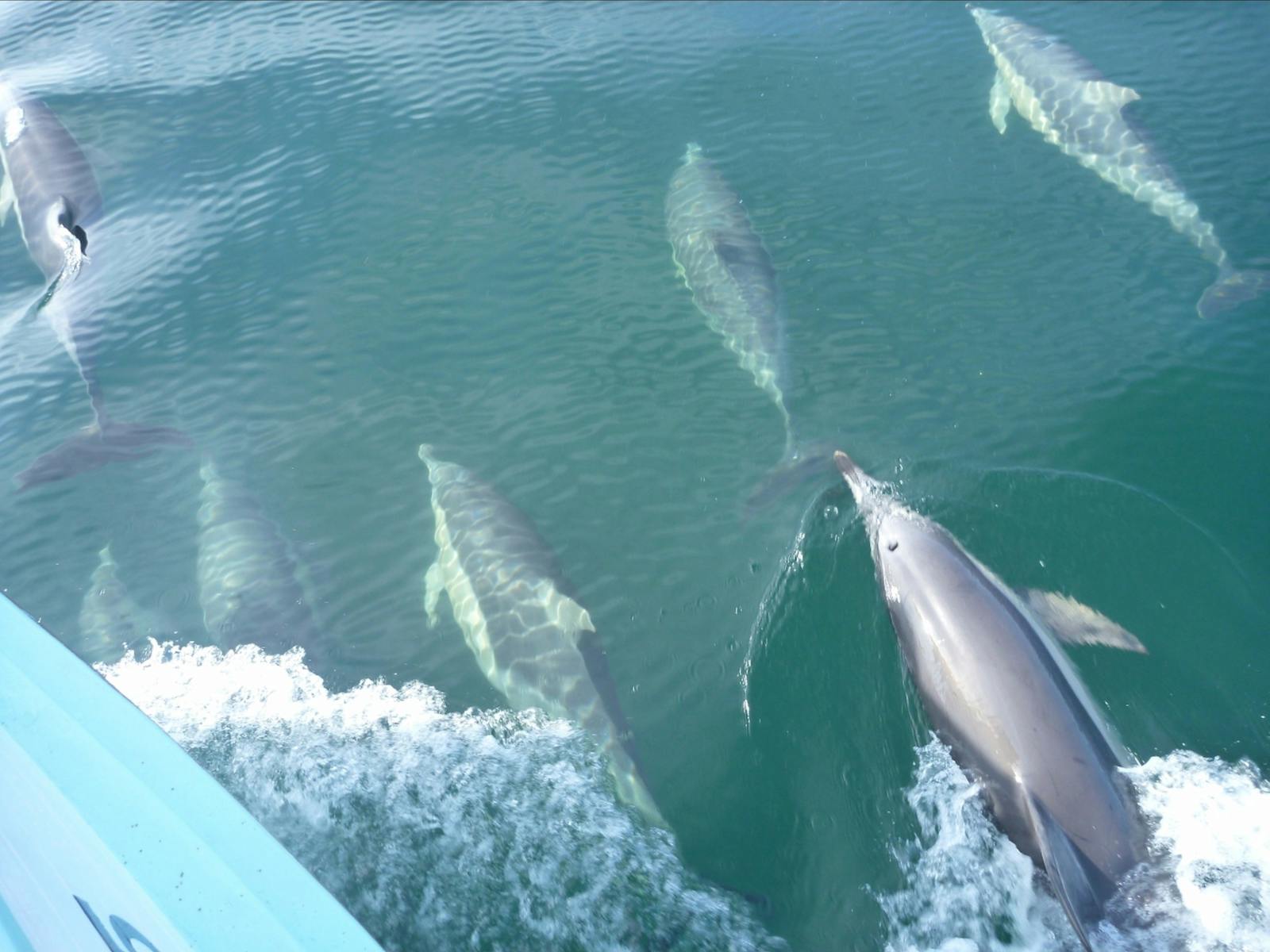 Mornington's Common Dolphin pod