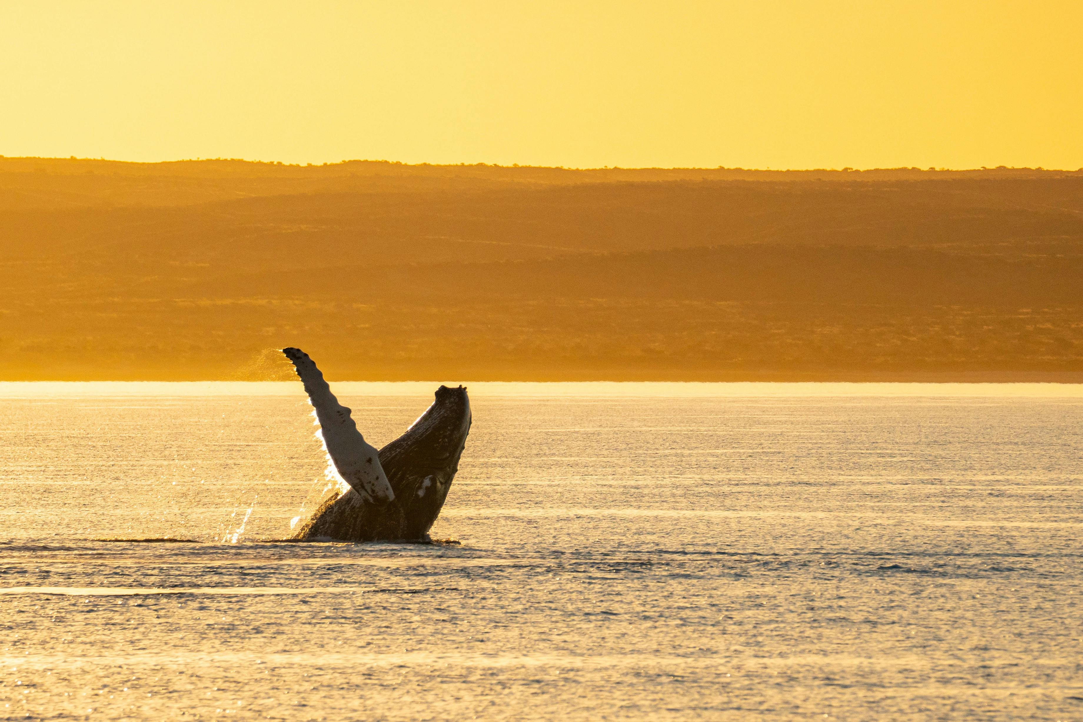 Sunset background with Whale Breaching