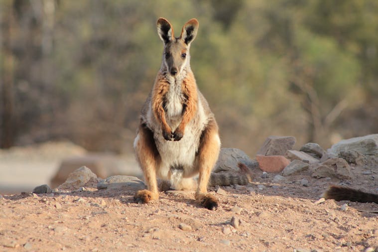 Aussie Mates Rates Deal 6 Day Flinders Ranges Arkaroola and Lake Eyre 4WD Tour
