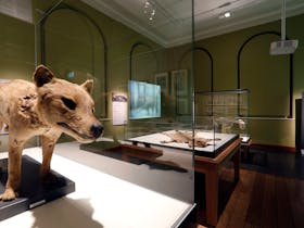 Thylacine gallery