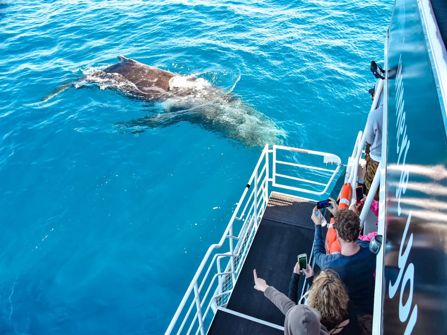 Humpback whale swimming up close to check out the guests on Whale One Whale Watching