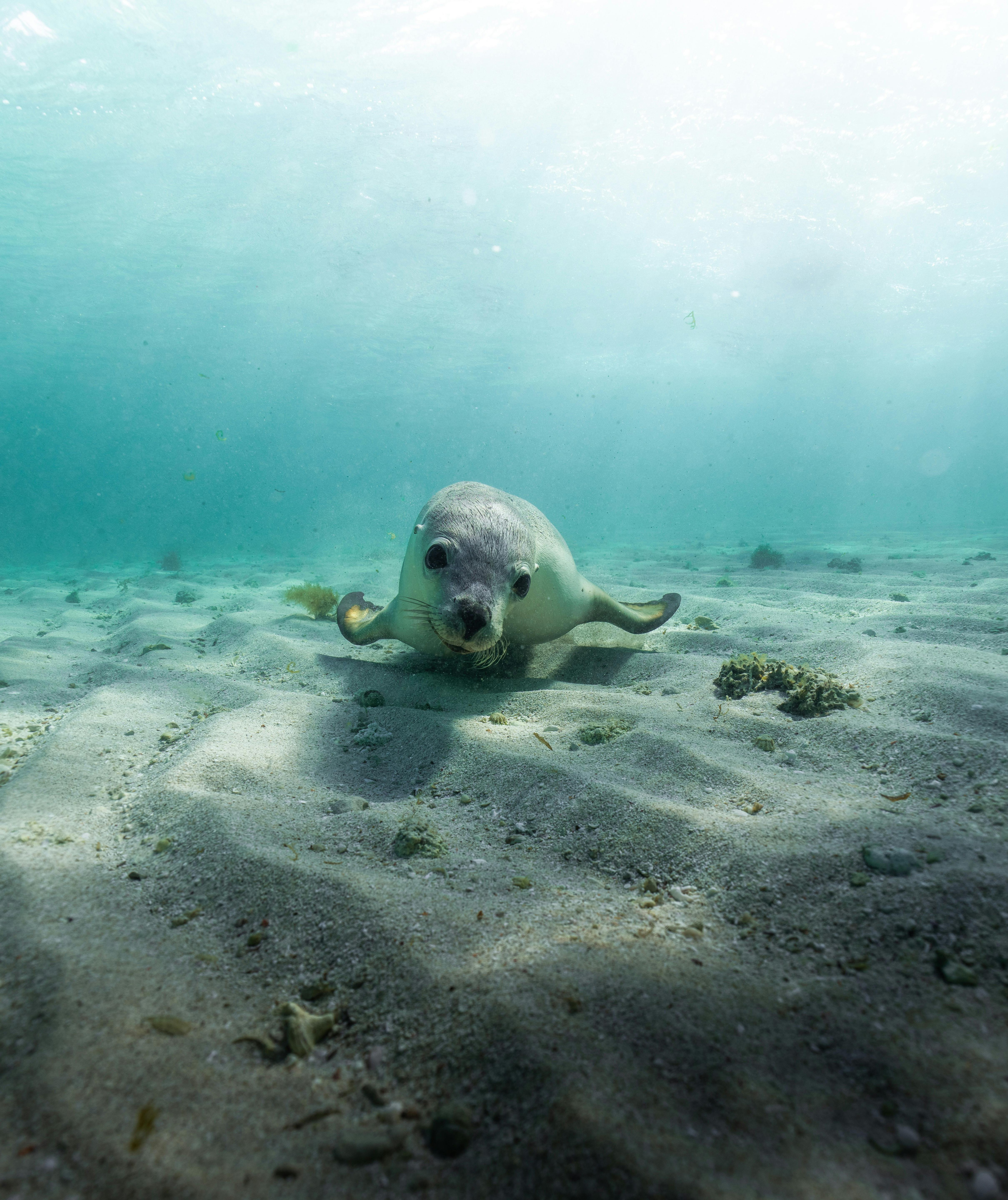 Sea Lion Jurien Bay