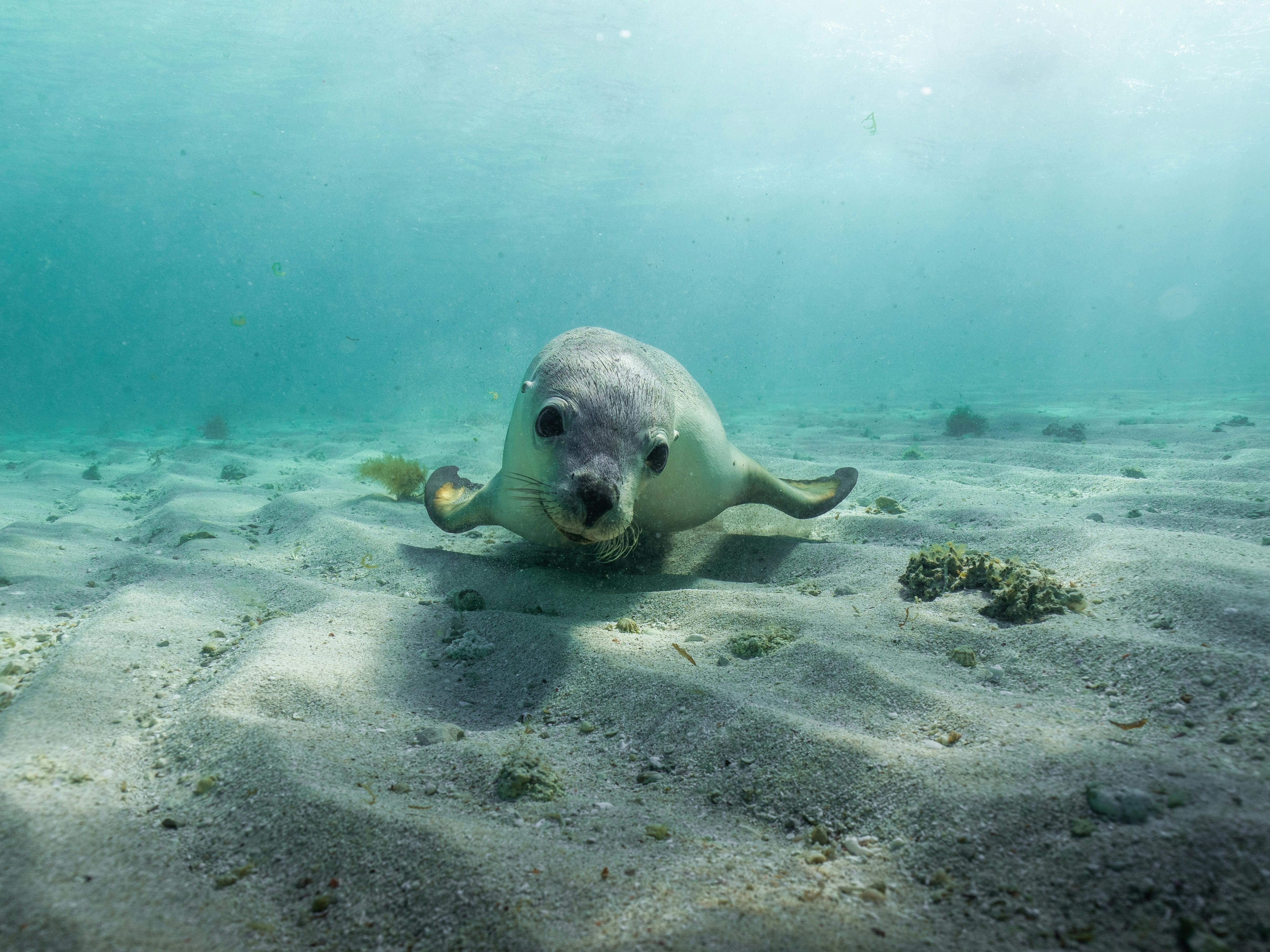 アシカとのふれあいツアー - 観光ツアー - Tourism Western Australia, image size:4839x3629