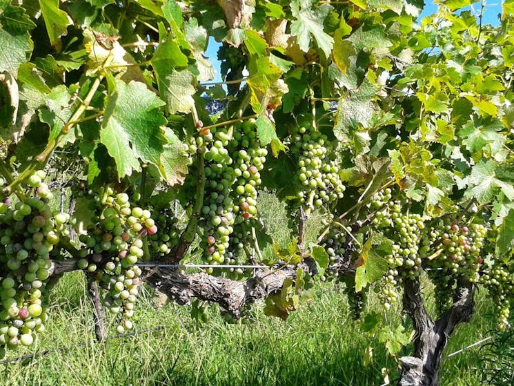 A close-up of the grapes on the vine