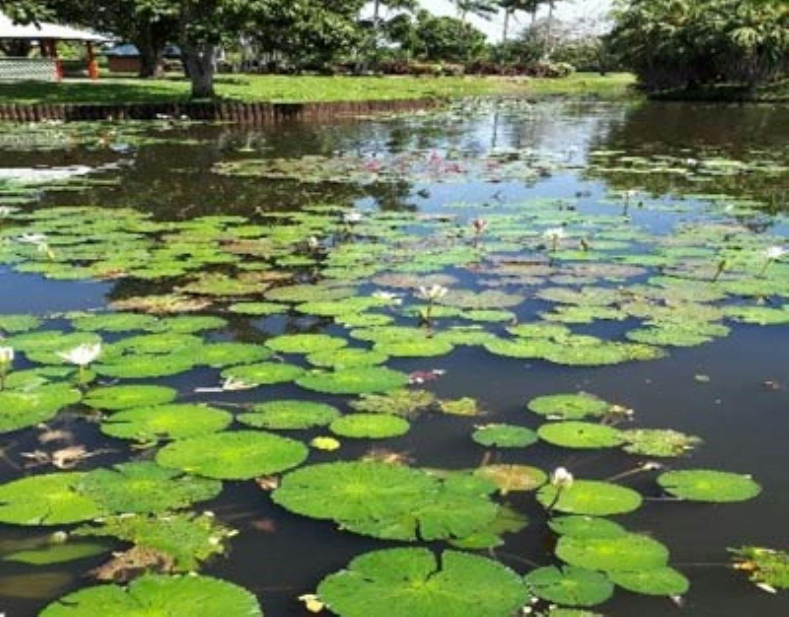lillypad